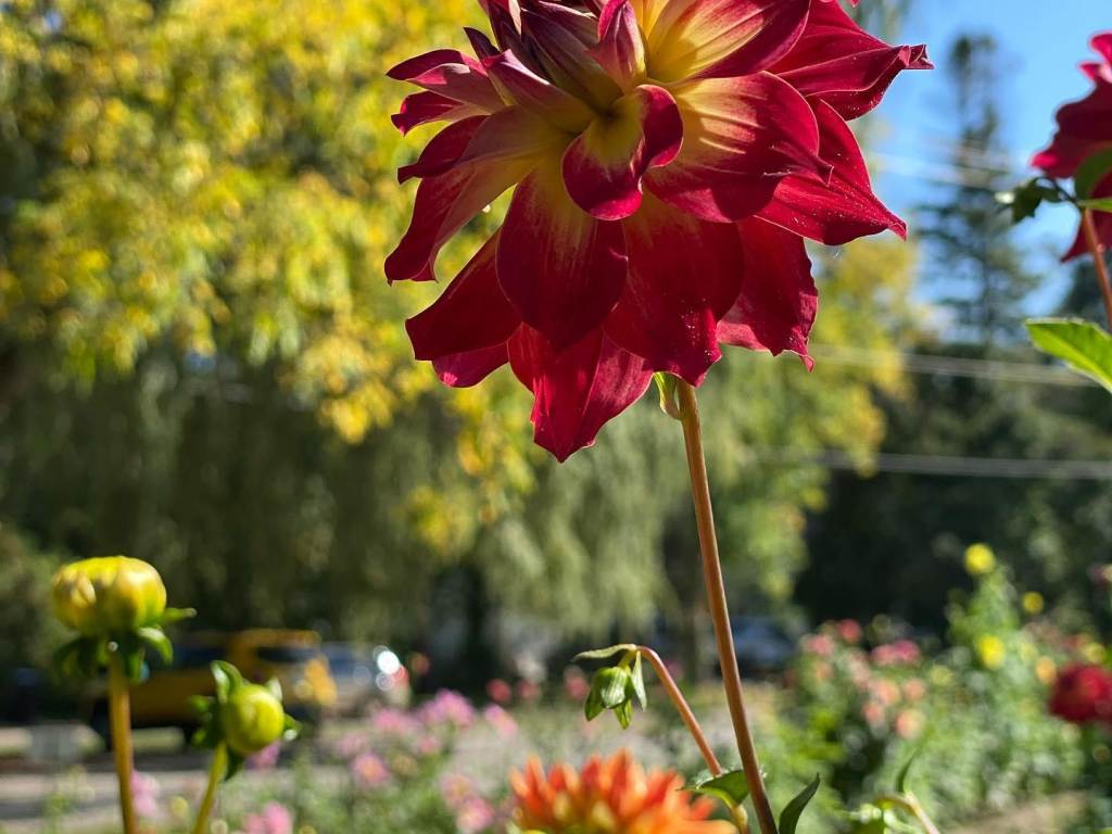 Close-up of a gorgeous red dahlia on Dahlia Hill in Midland