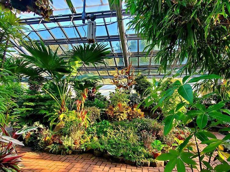 A lush display of tropical plants in the conservatory of Dow Gardens in Midland