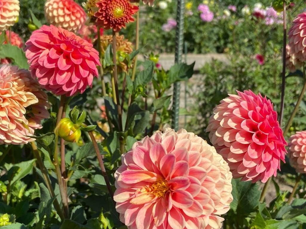 Pink and red dahlias on Dahlia Hill in Midland