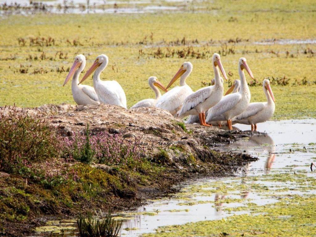 Pelicans gathered at Shiawassee National Wildlife Refuge in Saginaw
