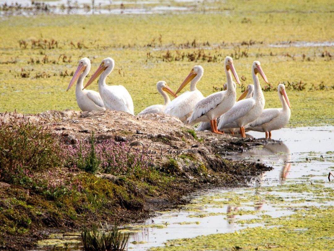 Pelicans gathered at Shiawassee National Wildlife Refuge in Saginaw