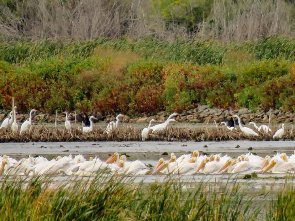 American White Pelicans on the Wildlife Drive at Shiawassee National Wildlife Refuge in Saginaw