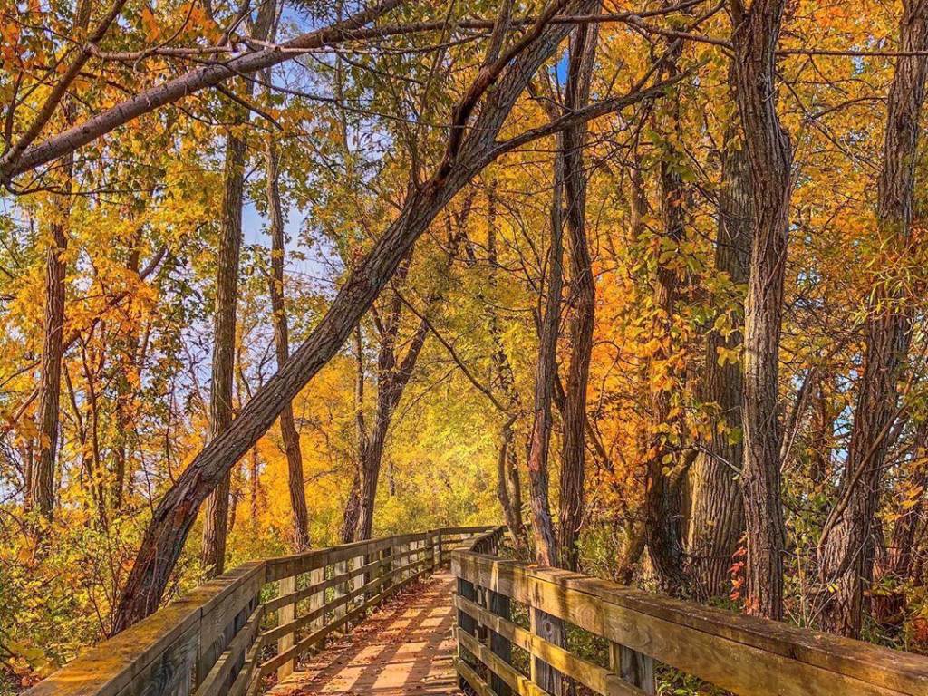 Fall-colored trees over a boardwalk trail at Bay City State Park in Bay City