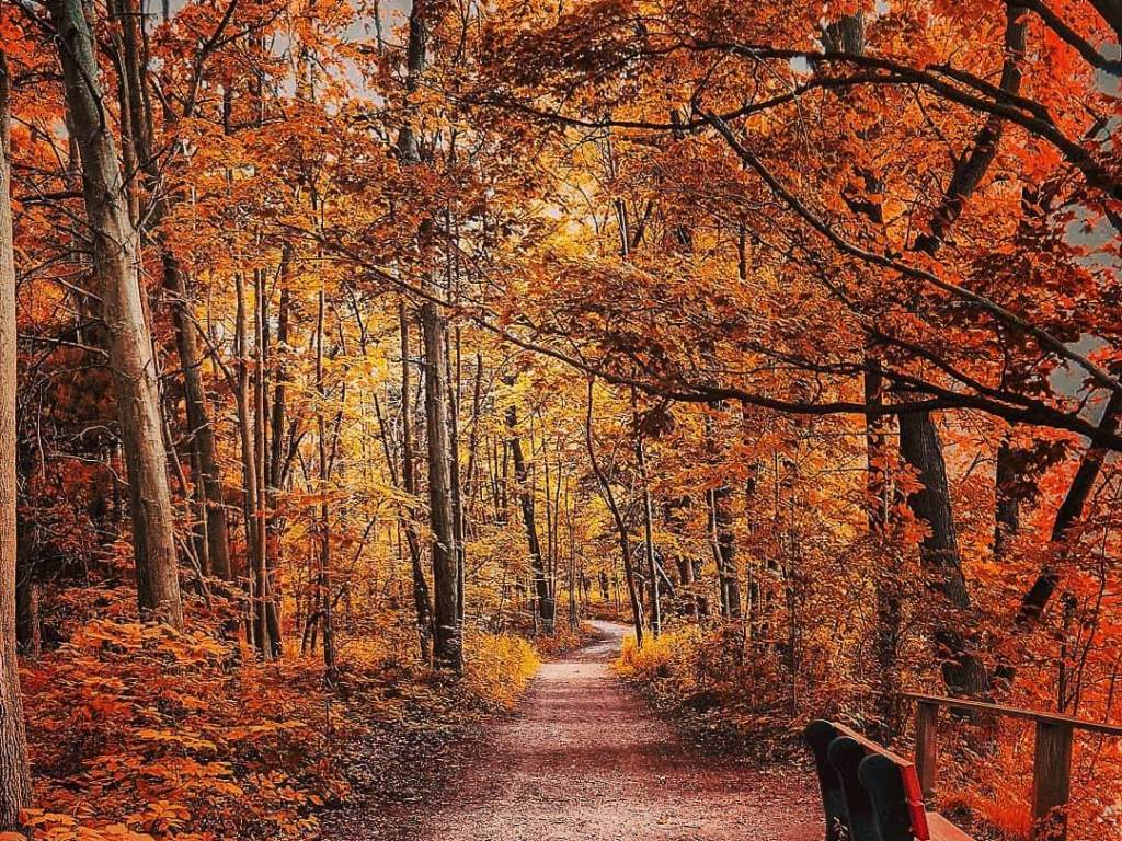 A canopy of brilliant, fall-colored trees over the trails at Chippewa Nature Center in Midland