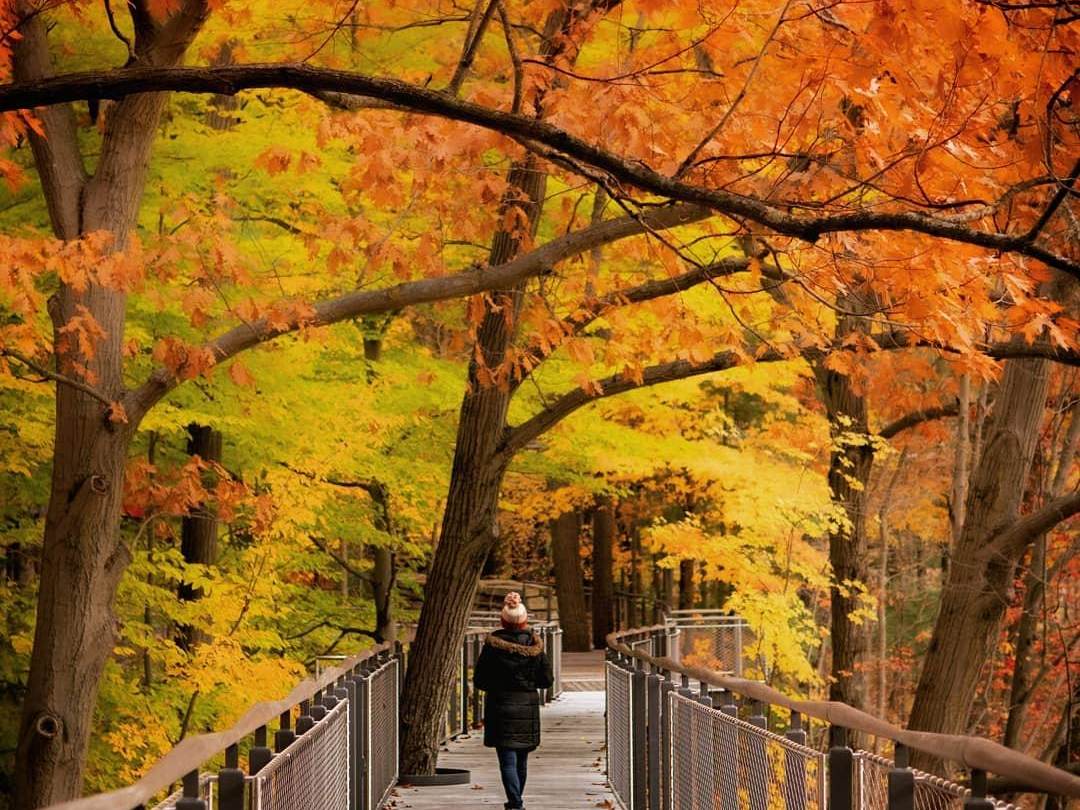 Woman walking through the fall-tinted trees on the Canopy Walk at Whiting Forest of Dow Gardens in Midland