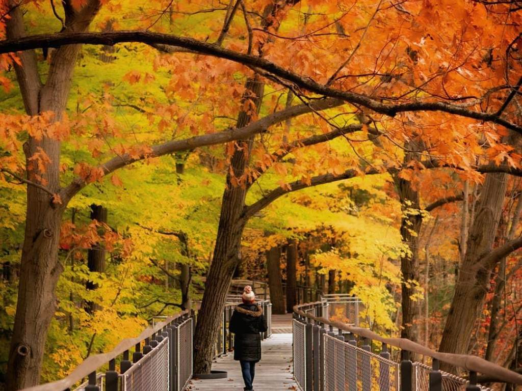 Woman walking through the fall-tinted trees on the Canopy Walk at Whiting Forest of Dow Gardens in Midland