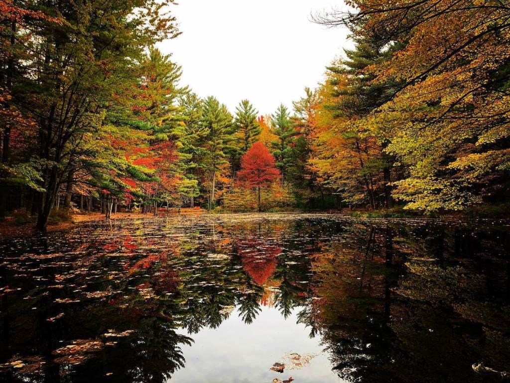 Gorgeous views of fall color from the Pond Arm on the Canopy Walk at Whiting Forest of Dow Gardens in Midland