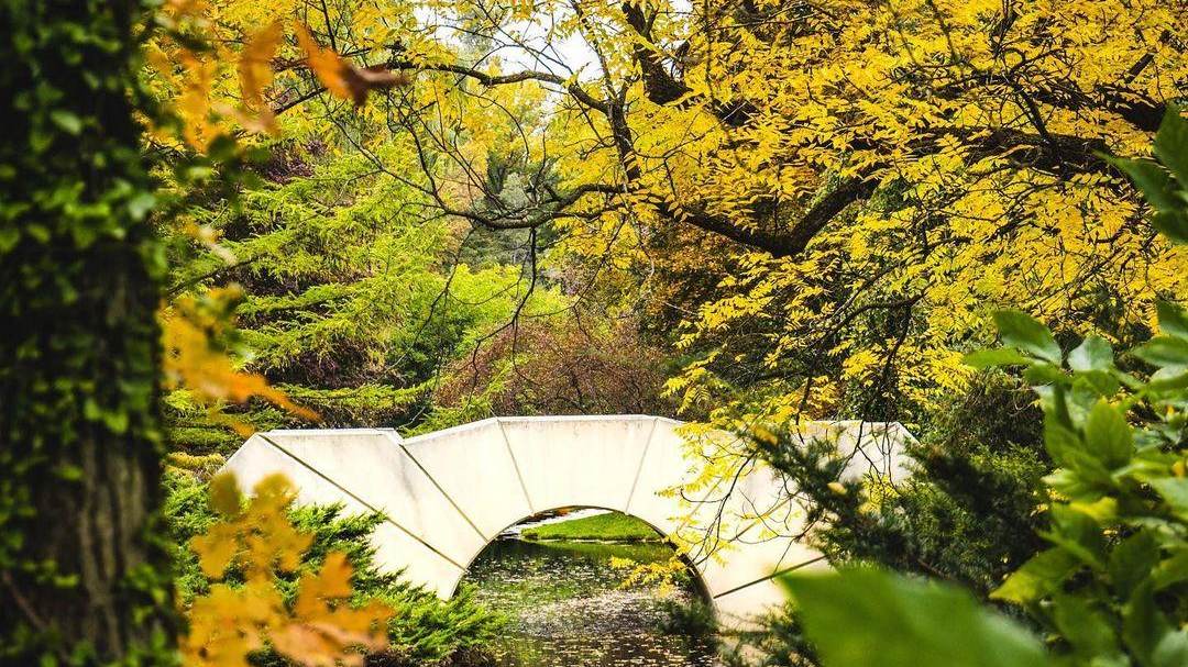 The Reflecting Bridge surrounded by gorgeous, fall-tinted trees at Dow Gardens in Midland