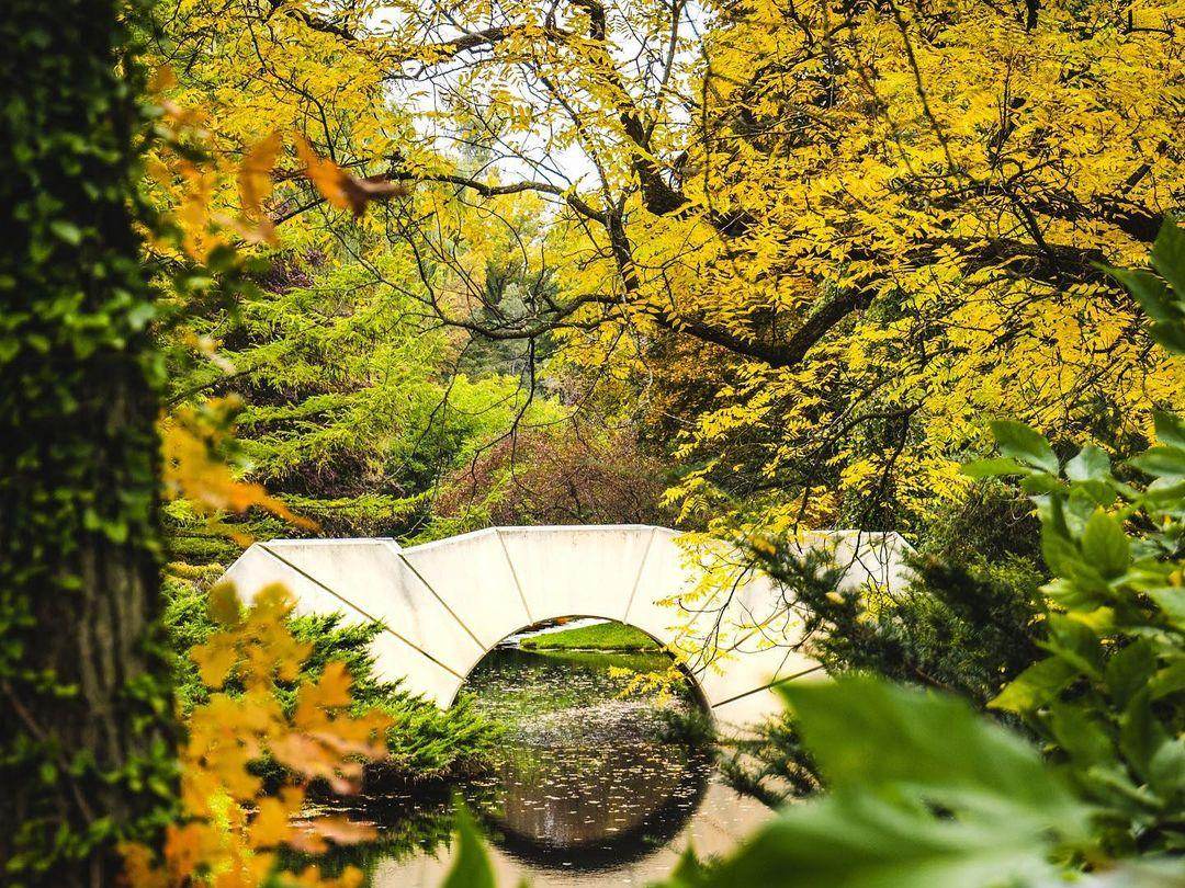 The Reflecting Bridge surrounded by gorgeous, fall-tinted trees at Dow Gardens in Midland