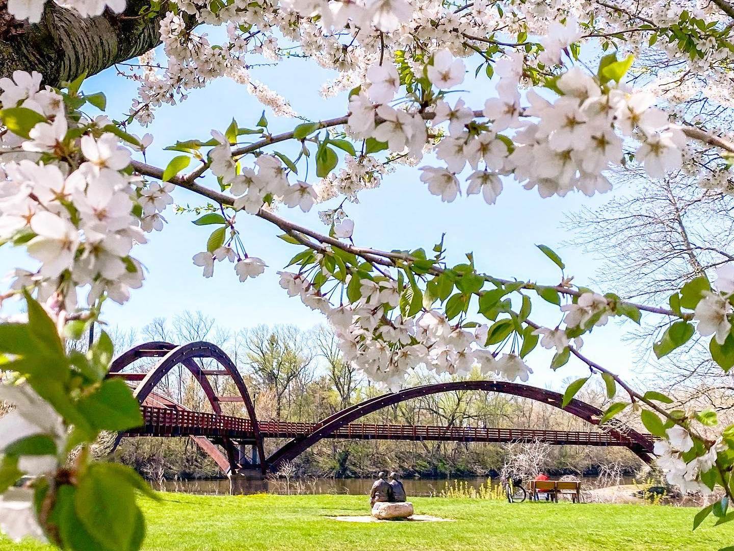 Beautiful spring tree blossoms framing the Tridge, a 3-legged pedestrian bridge in Midland
