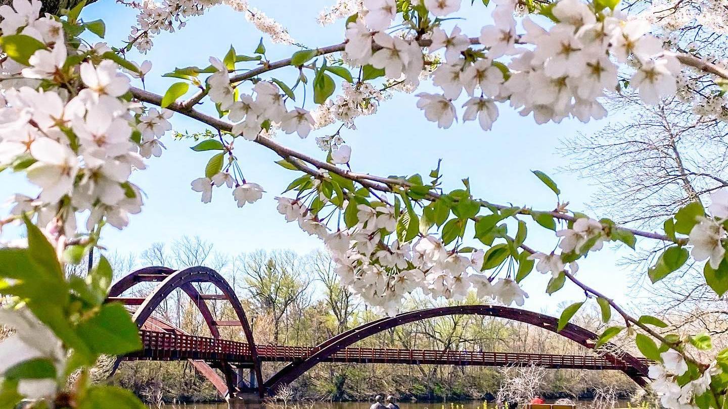 Beautiful spring tree blossoms framing the Tridge, a 3-legged pedestrian bridge in Midland