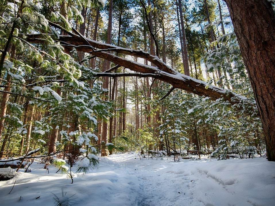 Scenic views of a fallen tree in the snowy forest at Midland City Forest in Midland