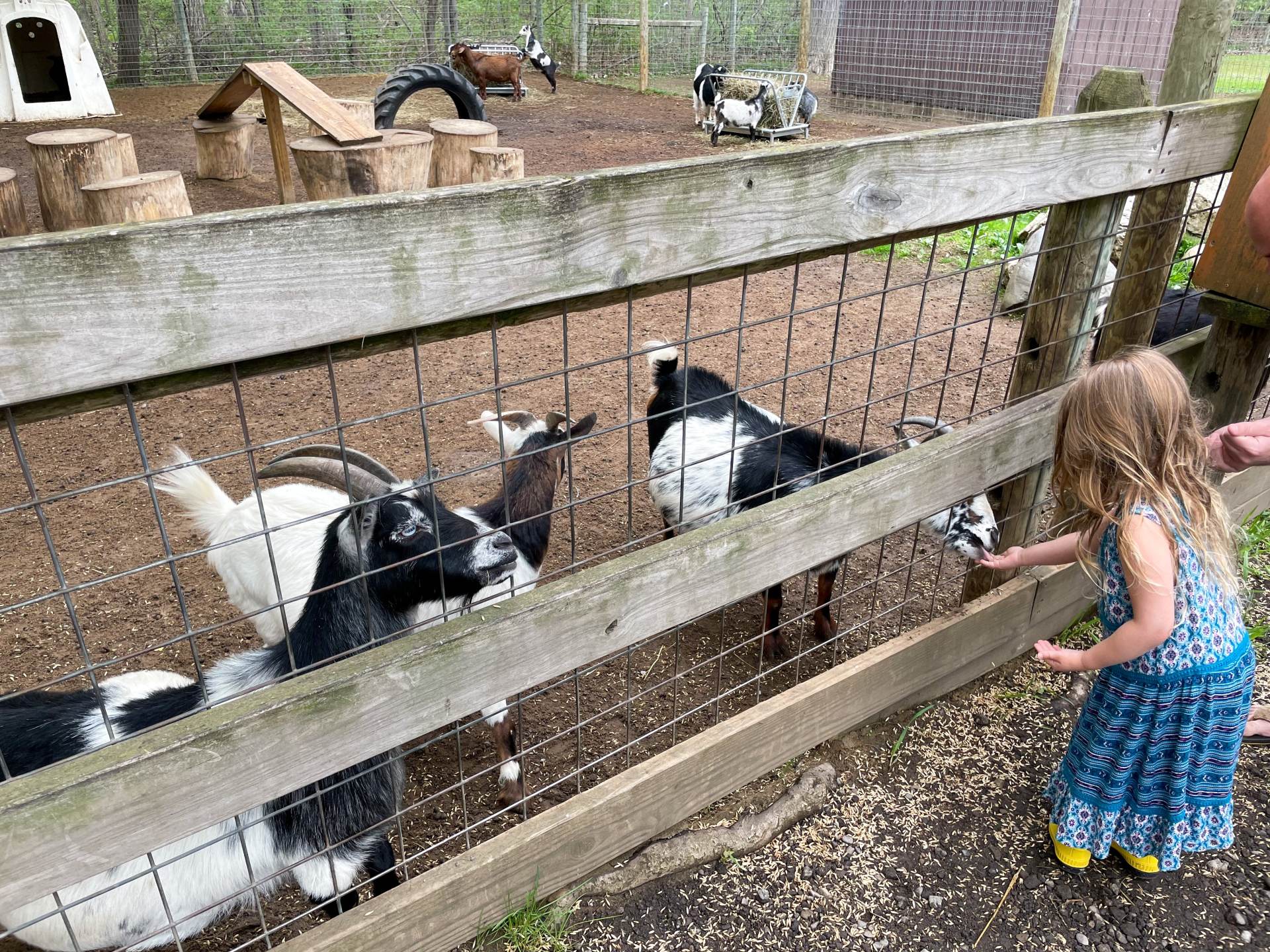 Little girl feeding the goats at Wilderness Trails Zoo in Birch Run