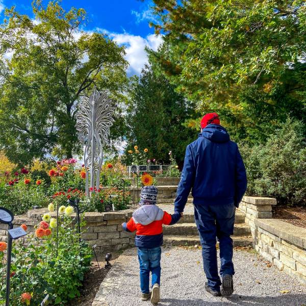 A parent and child holding hands as they stroll through the terraces of colorful Dahlias at Dahlia Hill in Midland