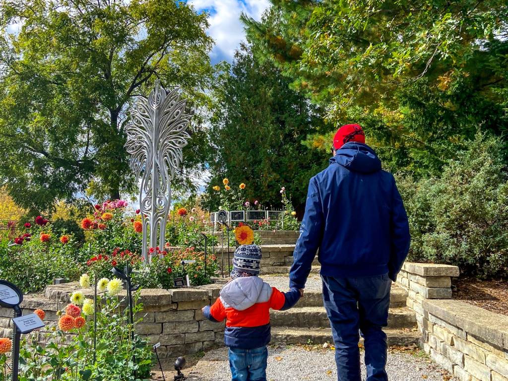 A parent and child holding hands as they stroll through the terraces of colorful Dahlias at Dahlia Hill in Midland