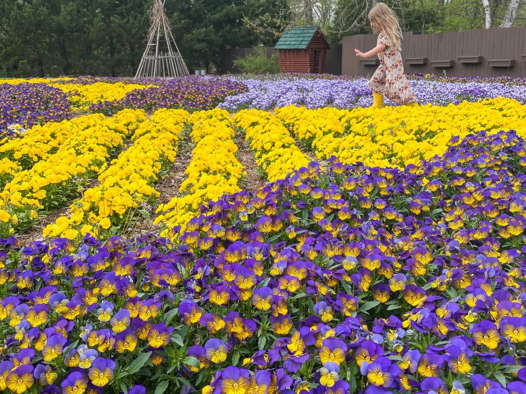 Little girl walking through rows of purple and yellow flowers at Dow Gardens in Midland