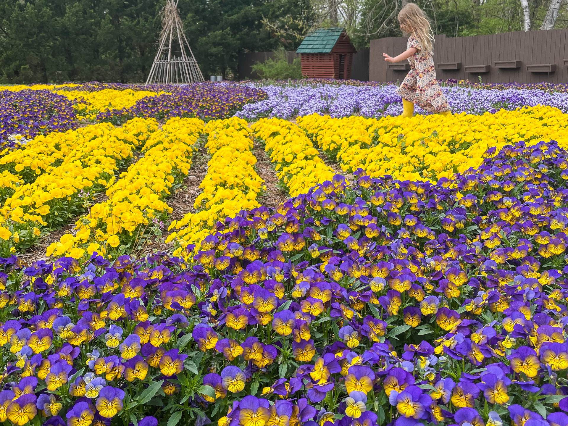 Little girl walking through rows of purple and yellow flowers at Dow Gardens in Midland