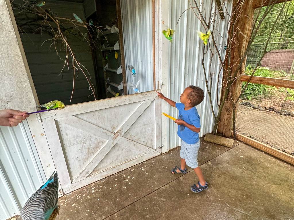 Child pointing at birds in flight inside the aviary at Wilderness Trials Zoo in Birch Run