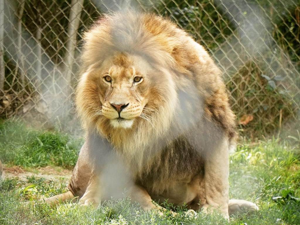 Views of a lion through the fence at Wilderness Trails Zoo in Birch Run