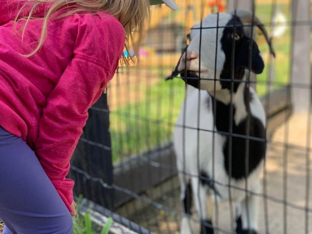 Girl looking at a goat at Saginaw Children's Zoo