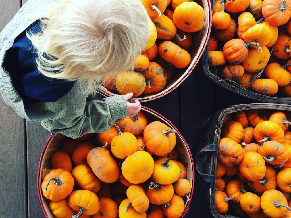 Child picking out pumpkins and gourds at Leaman's Green Applebarn