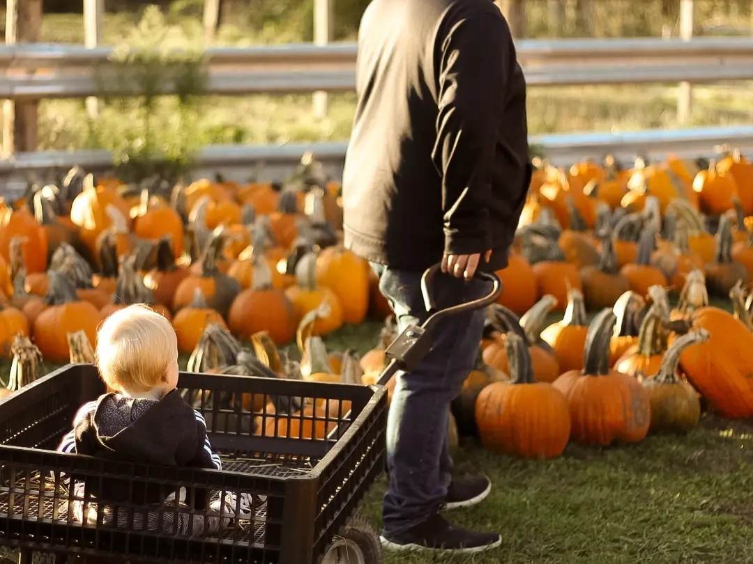 Person pulling a child in a wagon through Grandma's Pumpkin Patch in Midland