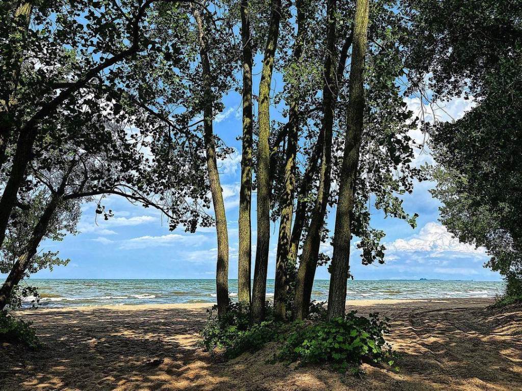 View of the beach through the trees at Bay City State Park in Bay City